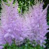 Astilbe Hyazinth